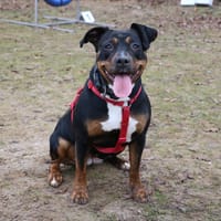 KHIRA, chienne à adopter