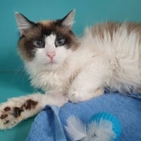 MORKA CHA, chatte à adopter