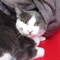 ARCO, chat à adopter