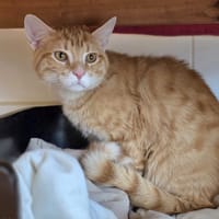 Lucky, chat à adopter