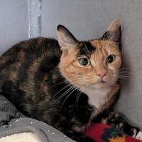 BELLA, chatte à adopter
