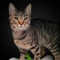 ZIA CHA, chatte à adopter