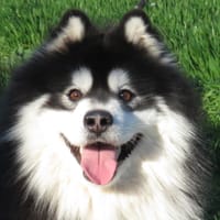 ALASKA, chien à adopter