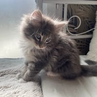 BENTLEY, chat à adopter