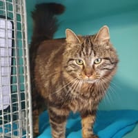 Elio, chat à adopter