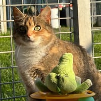 SATANA en SOS URGENT, chatte à adopter