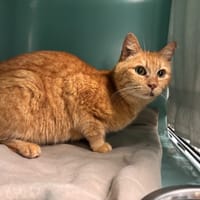 bilbo, chatte à adopter