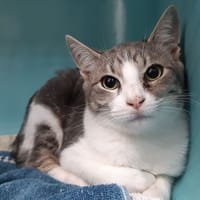 Cerisier, chat à adopter