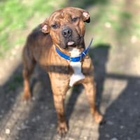 CROKUIS, chien à adopter