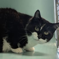 Mimi, chatte à adopter