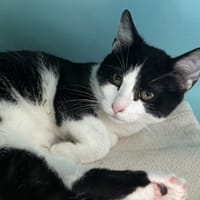 EARTH C, chatte à adopter
