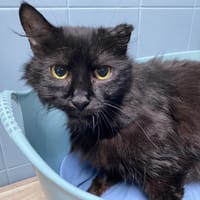 MAYA, chatte à adopter