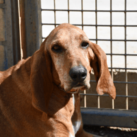 Douchka, chienne à adopter
