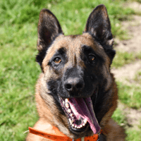 Unix, chien à adopter