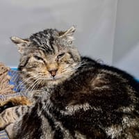 KENDALL, chat à adopter