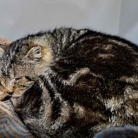 KENDALL, chat à adopter