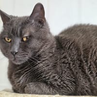 Grizzly, chat à adopter