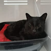 ATLAS, chat à adopter