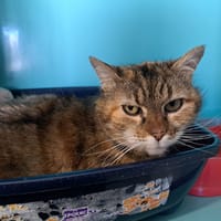 MISTINGUETTE (promise), chatte à adopter