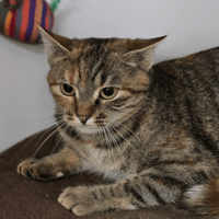 TILDA, chatte à adopter