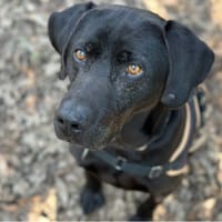 lucky, chien à adopter