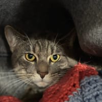 SANA, chatte à adopter