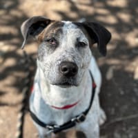 SHELBY, chienne à adopter