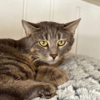 Scampi, chat à adopter