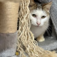 GIGI en SOS, chat à adopter