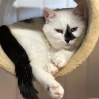 NINITE en SOS, chat à adopter
