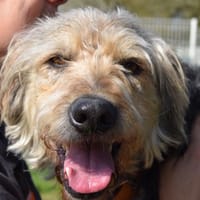 RALF, chien à adopter