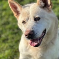 NOUGAT, chien à adopter