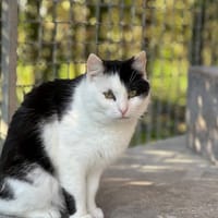 LUCETTE en SOS, chatte à adopter