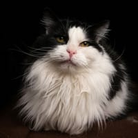 MEG CHA, chatte à adopter