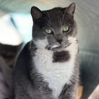 PEPITA  en SOS URGENT, chatte à adopter