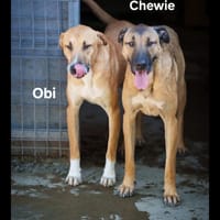 Chewie, chien à adopter