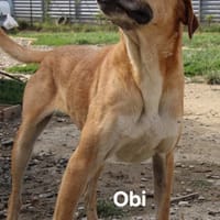Obi, chien à adopter