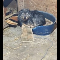 Paulie, chien à adopter