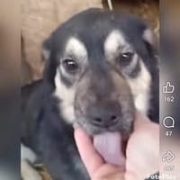 Woody, chien à adopter