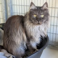PRINCESSE, chatte à adopter