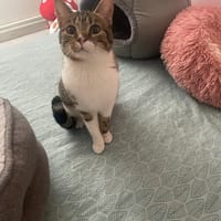 Mia, chatte à adopter