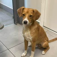 PATCHY CHIOT REUNION croisé pincher, chien à adopter