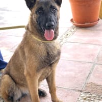 BRUNA (Maria), chienne à adopter