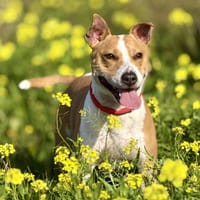 HOLLY (Maria), chienne à adopter