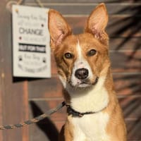 LEILA (Maria), chienne à adopter