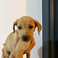 FIFI croisé pincher réunion, chienne à adopter