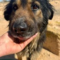 MARTIN (Maria), chien à adopter