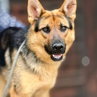 SHERLOCK (Maria), chien à adopter