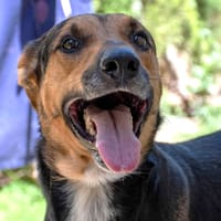 ROBIN (Maria), chien à adopter