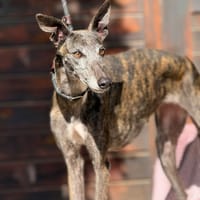 RIA (Maria), chienne à adopter